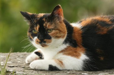 Naklejka na ściany i meble A pretty Cat (Felis catus) resting on a rock on Orkney, Scotland.