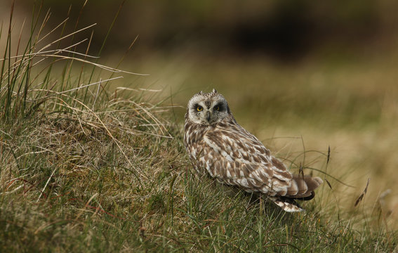 A stunning Short-eared Owl (Asio flammeus) perched on heather in the Orkney Island, Scotland.	