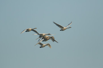 A group of beautiful Whooper Swan, Cygnus cygnus, flying in the blue sky on a cold misty winters morning.