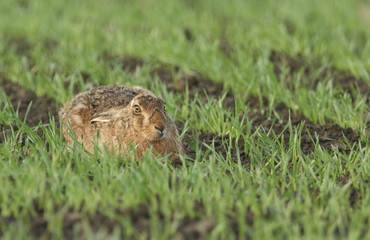 A stunning Brown Hare (Lepus europaeus) resting in a crop field.