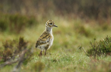 A cute Golden Plover chick (Pluvialis apricaria) searching for food on the moors.