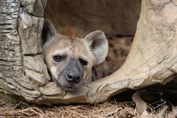spotted hyena