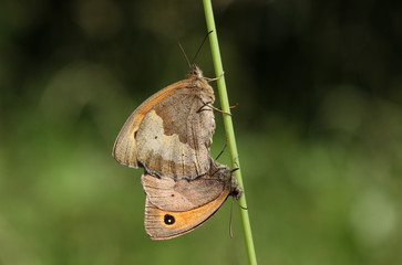 A mating pair of Meadow Brown Butterfly (Maniola jurtina) perched on a grass stem.