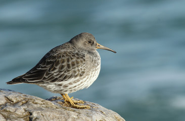 A stunning Purple Sandpiper (Calidris maritima) resting on a rock on the shoreline at high tide. A winter visiting bird to the U.K.
