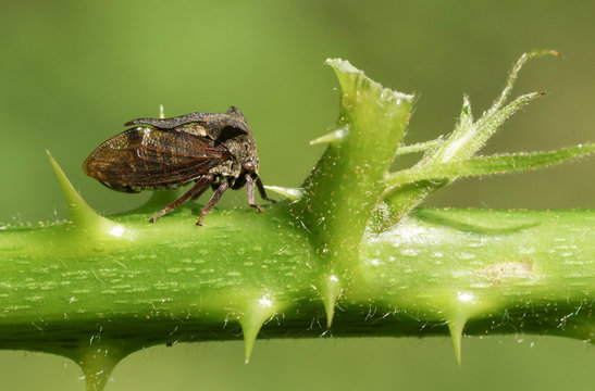 A beautiful Horned Froghopper (Centrotus cornutus) walking down the stem of a blackberry plant. 