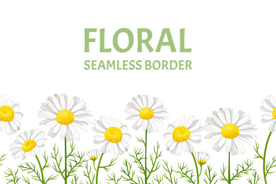 Daisy seamless pattern. Horizontal border with with white flowers of daisies isolated on white background. Vector illustration of chamomile in cartoon flat style. Floral frame.