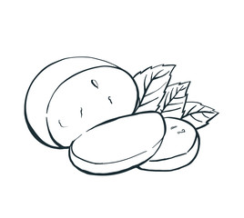 Cheese Buffalo mozzarella with basil leaves. Hand drawn engraving. Vector illustration.