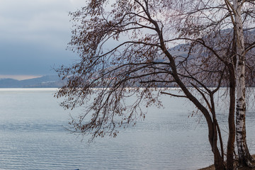 beautiful spring landscape with lake view, birch on the shore
