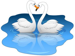  Swan couples on the lake