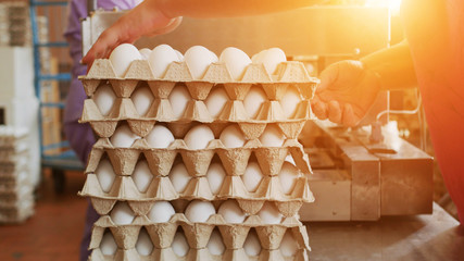 The process of sorting and culling chicken eggs at a poultry farm, sunset, workers