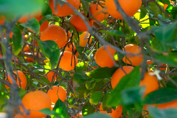 Blood orange fruit (sanguinelli) growing on a tree, fresh, organic - closeup image