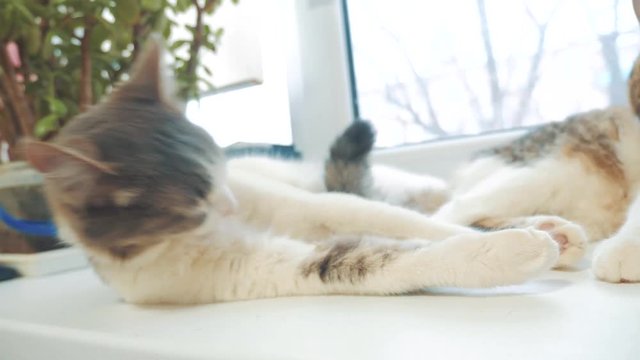 beautiful cute cat licking his paw on window sill with funny emotions on background of room. slow motion video. Cat cleaning himself. adult cat lies lifestyle on the window and licks the paws