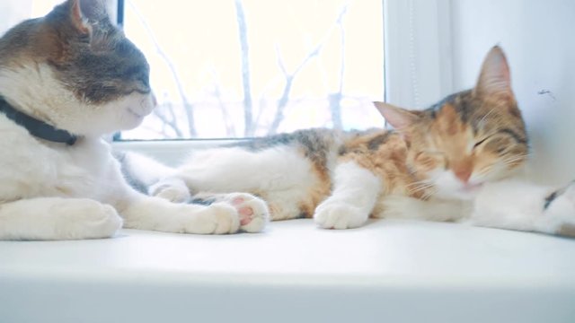 beautiful cute cat licking his paw on window sill with funny emotions on background of room. slow motion video. lifestyle Cat cleaning himself. adult cat lies on the window and licks the paws