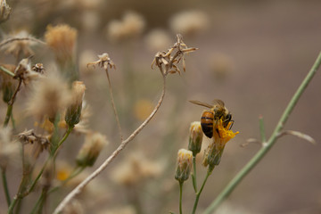 Honey Bee Side Flank and Dandelion Gray Twig