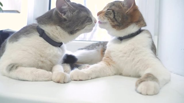funny video cat. two cats lick each other kitten. slow motion video. Cats grooming and licking each other. pet a lifestyle cute video