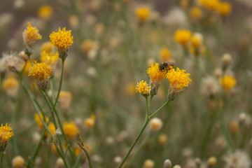 Obraz premium Yellow Bebbia Juncea Sweet Buch and Honey Bee