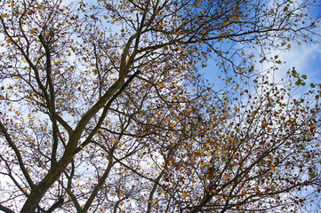 Golden autumn leaves still clinging to the tangled silhouette of tree branches set against blue and...