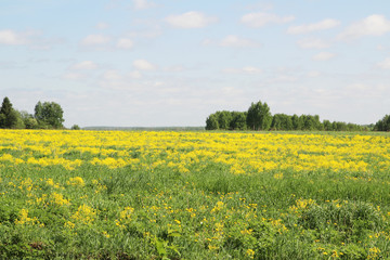 Obraz premium Field of rapeseed in Kostroma region, Russia