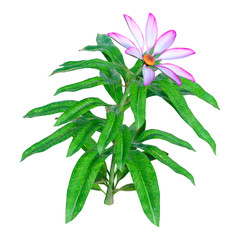 3D Rendering Daisy Flower on White