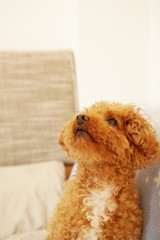 見上げる犬
