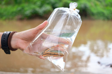 Hand holding baby giant snakehead fish inside bag