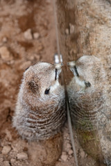 meerkat on a rock