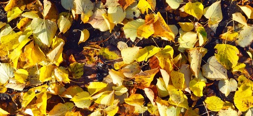 Top down view on scattered yellow autumn leaves on an asphalt road