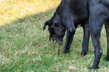 Black domestic dog are vomit mucus. - obrazy, fototapety, plakaty