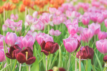 Group of colorful tulip in the flower garden.
