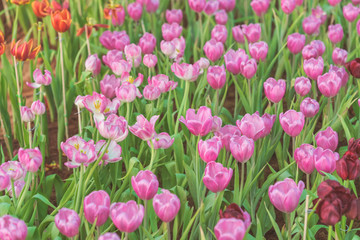 Group of colorful tulip in the flower garden.