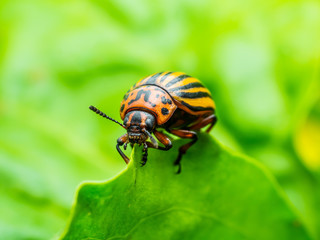 Colorado Potato Beetle on Potato Foliage Nature Macro