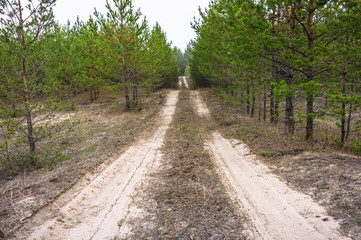 Sandy road in a young pine forest