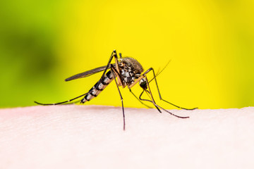 Yellow Fever, Malaria or Zika Virus Infected Mosquito Insect Macro on Yellow Background
