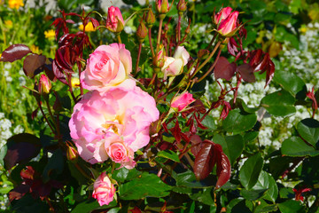 Bush with lush white and pink roses and buds with red and green leaves surrounded by greenery in spring in bright sunlight.