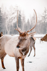 Maral (deer). Reserve Zyuratkul. Chelyabinsk region.