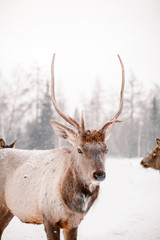 Maral (deer). Reserve Zyuratkul. Chelyabinsk region.