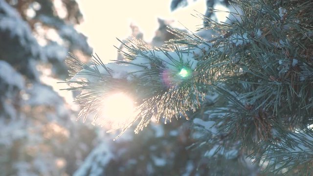pine tree branch sunlight glare winter landscape during sunset. winter pine the sun forest in the snow sunlight movement. frozen frost Christmas New Year tree. concept new year winter. slow motion