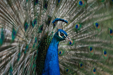 Fototapeta premium peacock with feathers out