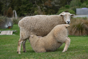 sheep and lamb