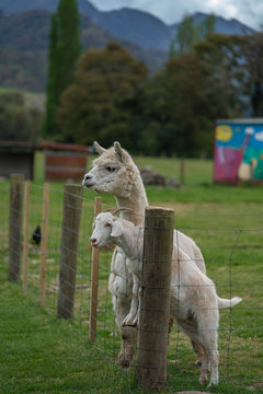 alpaca