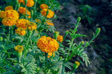 Marigold flowers in the full flowering area.