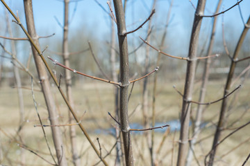 Dry tree branches with water droplets on the background of the field