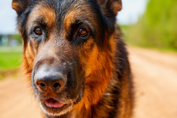 Muzzle and eyes of a dog German shepherd outdoors in a summer