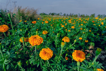 Marigold flowers in the full flowering area.