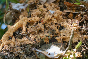 Termite nest in a tree