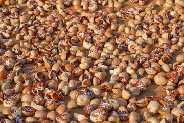 sun dried red Betel nut or areca nut, Sun Dried Red Betel Nut Areca, Areca Nut Drying Under The Sun
