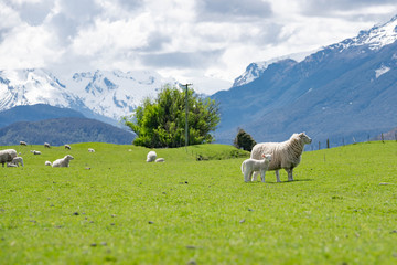 Obraz premium sheep on mountain pasture