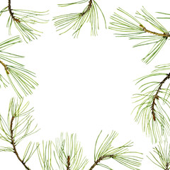 pine branches with green needles