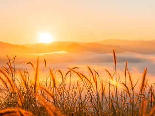 Fototapeta premium wild grass flower in the morning with foggy at sunrise