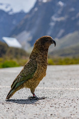 kea parrot